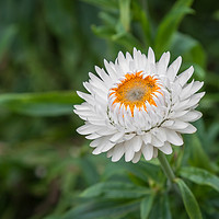 Buy canvas prints of Strawflower by Alan Tunnicliffe