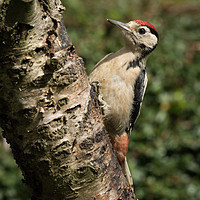Buy canvas prints of Great spotted woodpecker  by Alan Tunnicliffe