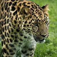 Buy canvas prints of Leopard by Alan Tunnicliffe