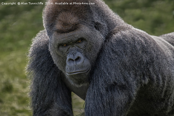 Silverback gorilla Picture Board by Alan Tunnicliffe