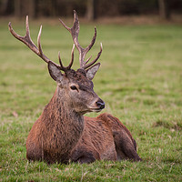 Buy canvas prints of Red deer stag by Alan Tunnicliffe