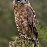 Buy canvas prints of Boobook owl by Alan Tunnicliffe