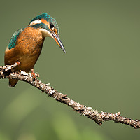 Buy canvas prints of Kingfisher by Alan Tunnicliffe