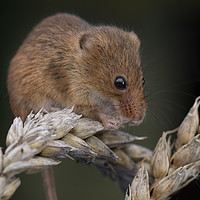 Buy canvas prints of Harvest mouse by Alan Tunnicliffe
