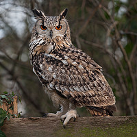 Buy canvas prints of Eurasian eagle owl by Alan Tunnicliffe