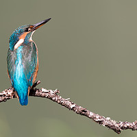Buy canvas prints of Female kingfisher by Alan Tunnicliffe