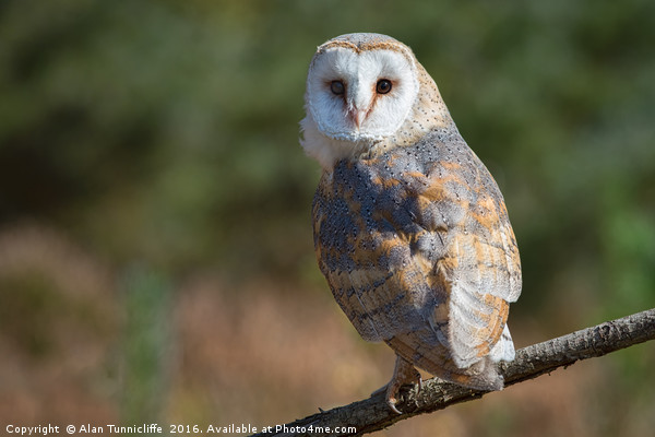 Barn owl Picture Board by Alan Tunnicliffe