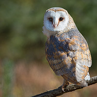 Buy canvas prints of Barn owl by Alan Tunnicliffe