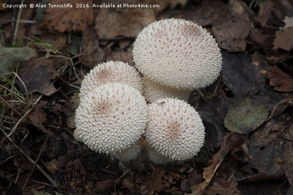 Common puffball Picture Board by Alan Tunnicliffe