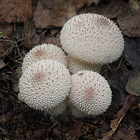 Buy canvas prints of Common puffball by Alan Tunnicliffe