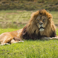 Buy canvas prints of Lion by Alan Tunnicliffe
