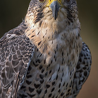 Buy canvas prints of Hybrid falcon by Alan Tunnicliffe