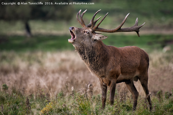 Royal red deer stag Picture Board by Alan Tunnicliffe