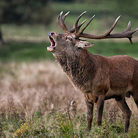 Buy canvas prints of Royal red deer stag by Alan Tunnicliffe