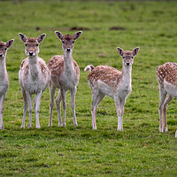 Buy canvas prints of Young fallow deer does by Alan Tunnicliffe