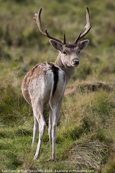 Fallow deer stag Picture Board by Alan Tunnicliffe