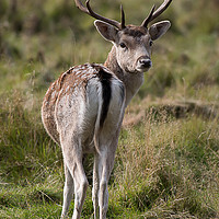 Buy canvas prints of Fallow deer stag by Alan Tunnicliffe