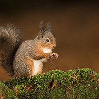 Buy canvas prints of Red Squirrel portrait by Alan Tunnicliffe