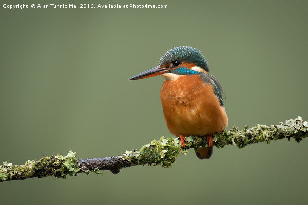 Female kingfisher Picture Board by Alan Tunnicliffe