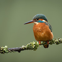 Buy canvas prints of Female kingfisher by Alan Tunnicliffe
