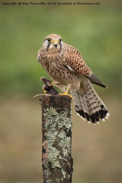 Kestrel with prey Picture Board by Alan Tunnicliffe