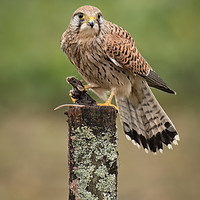 Buy canvas prints of Kestrel with prey by Alan Tunnicliffe
