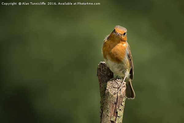Robin on a post Picture Board by Alan Tunnicliffe