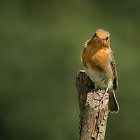 Buy canvas prints of Robin on a post by Alan Tunnicliffe
