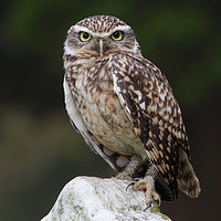 Buy canvas prints of Little owl by Alan Tunnicliffe