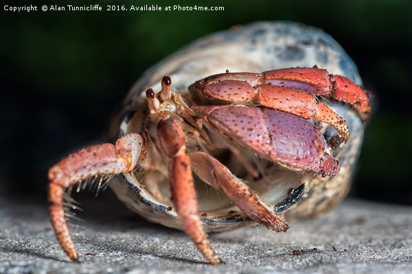 Hermit crab Picture Board by Alan Tunnicliffe