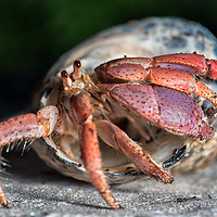 Buy canvas prints of Hermit crab by Alan Tunnicliffe