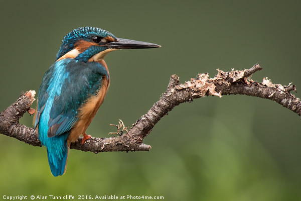 Male kingfisher Picture Board by Alan Tunnicliffe