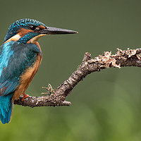 Buy canvas prints of Male kingfisher by Alan Tunnicliffe