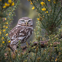 Buy canvas prints of Little owl by Alan Tunnicliffe