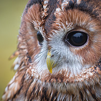 Buy canvas prints of Tawny owl by Alan Tunnicliffe