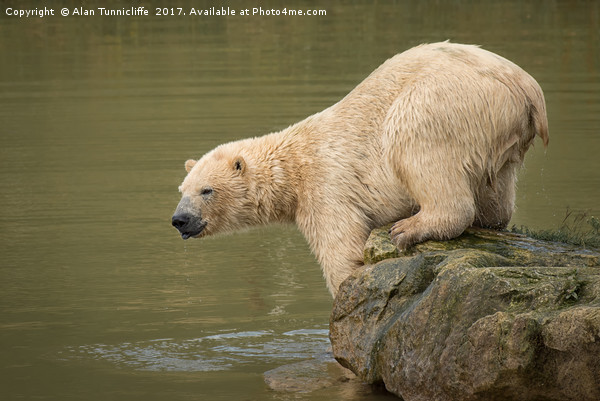 Polar bear Picture Board by Alan Tunnicliffe