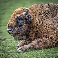Buy canvas prints of European bison by Alan Tunnicliffe