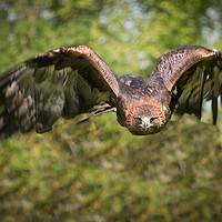 Buy canvas prints of Golden eagle by Alan Tunnicliffe