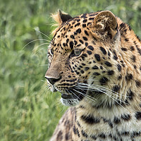 Buy canvas prints of Leopard by Alan Tunnicliffe
