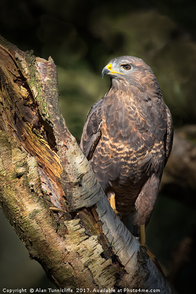 Common buzzard Picture Board by Alan Tunnicliffe