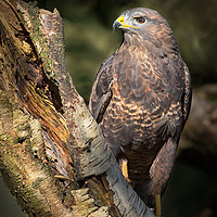 Buy canvas prints of Common buzzard by Alan Tunnicliffe