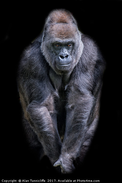 Majestic Silverback Gorilla Picture Board by Alan Tunnicliffe