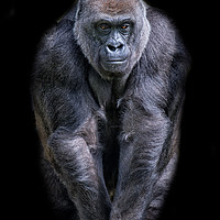 Buy canvas prints of Majestic Silverback Gorilla by Alan Tunnicliffe