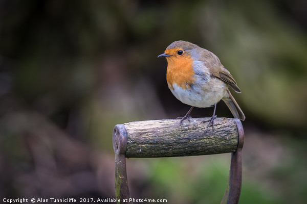 Robin red breast Picture Board by Alan Tunnicliffe