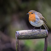 Buy canvas prints of Robin red breast by Alan Tunnicliffe