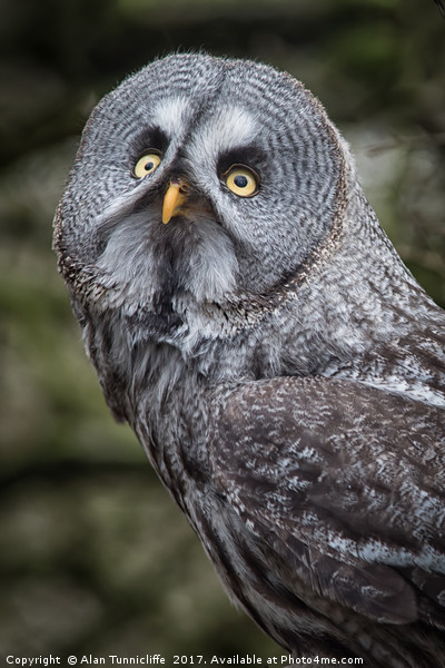 Great grey owl Picture Board by Alan Tunnicliffe