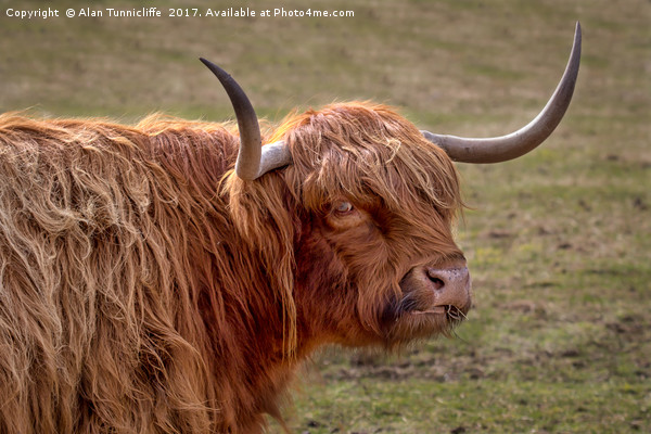 Highland cattle Picture Board by Alan Tunnicliffe