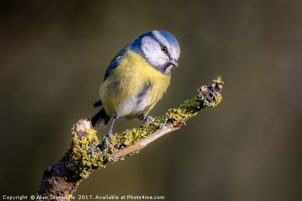 Blue tit Picture Board by Alan Tunnicliffe