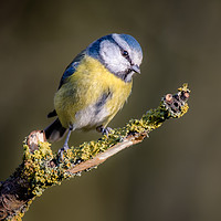 Buy canvas prints of Blue tit by Alan Tunnicliffe