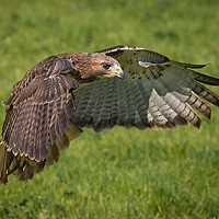 Buy canvas prints of Red tailed hawk by Alan Tunnicliffe